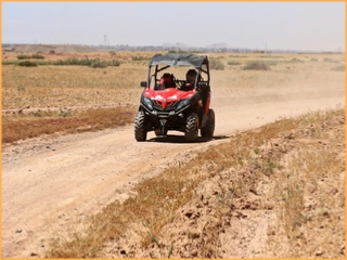 Half Day Buggy Ride Palm grove