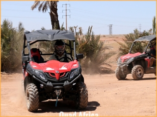 Combined Buggy & Camel Ride Palm grove