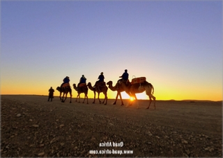 Buggy Tour and Camel Ride Marrakech Palm grove