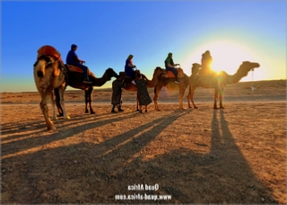 Buggy Tour and Camel Ride Marrakech Palm grove