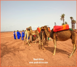 Camel ride Marrakech