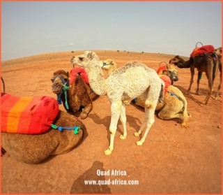 Camel ride Marrakech