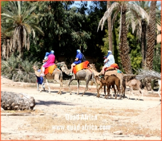 Quad Africa - Marrakech Quad Buggy Camel ride