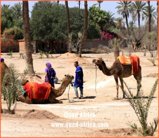 Quad Africa - Marrakech Quad Buggy