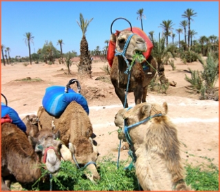 Quad Africa - Marrakech Quad Buggy Camel ride