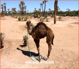 Quad Africa - Marrakech Quad Buggy Camel ride