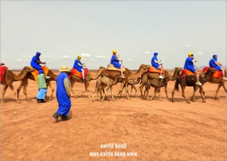 Quad Biking and Camel Ride Palm grove