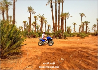 Quad Biking and Camel Ride Palm grove